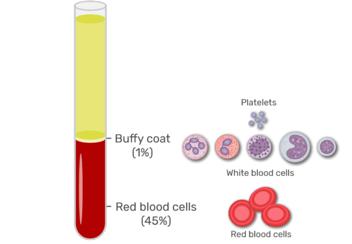 A buffy coat layer contains leukocytes in a concentrated suspension